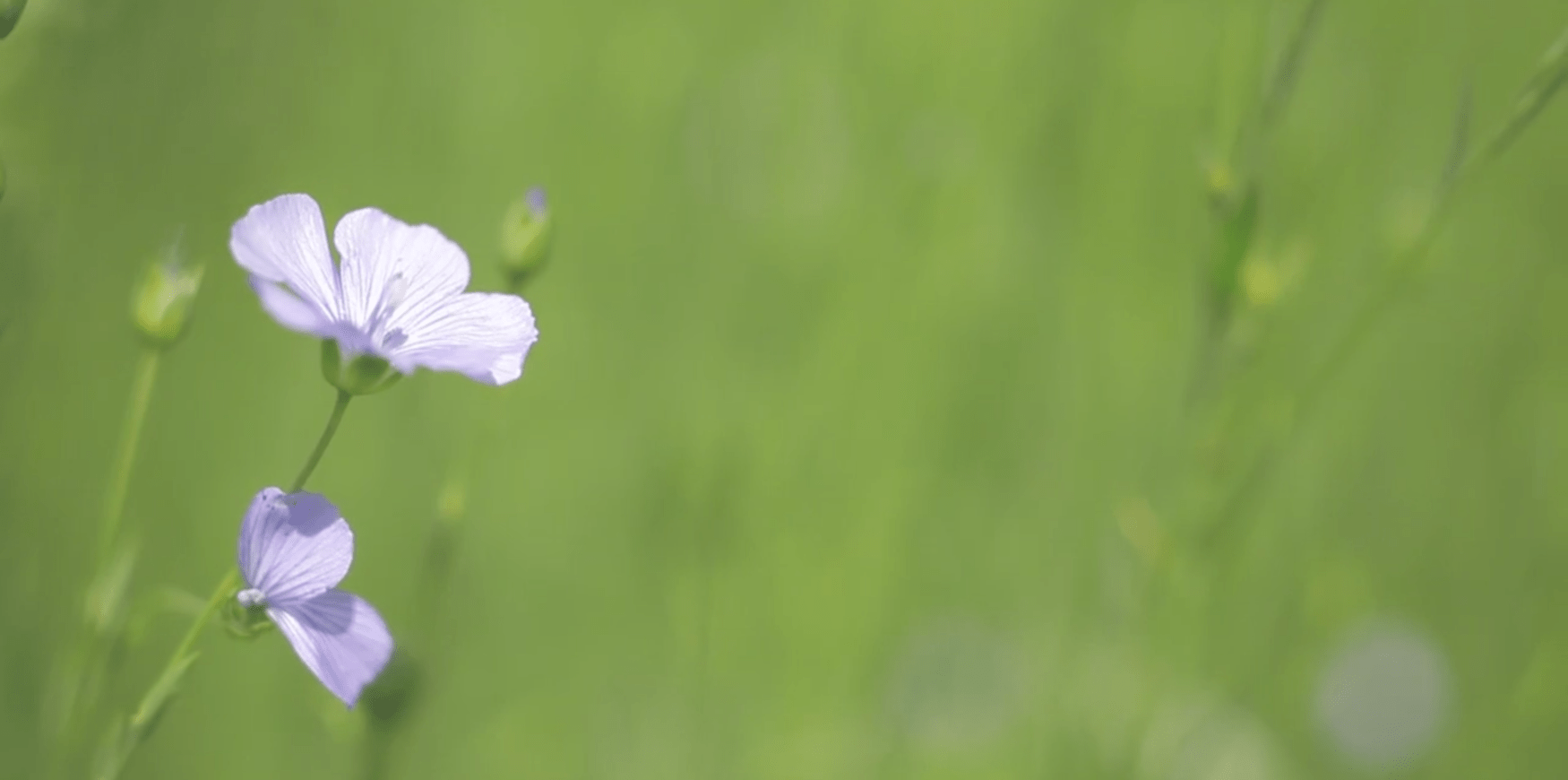 Confédération Européenne du Lin et du chanvre – Be Linen Confédération Européenne du Lin et du chanvre – Be Linen